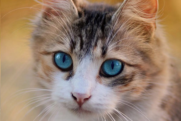 猫モチーフの意味